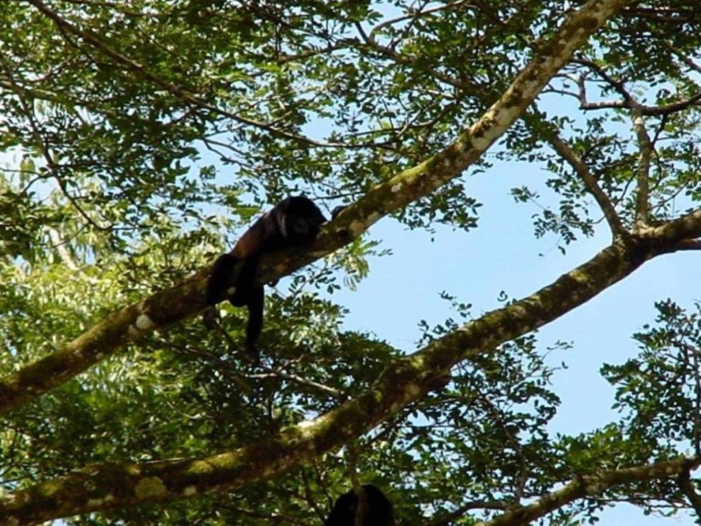 Foto de Rio Frio (Alajuela), Costa Rica