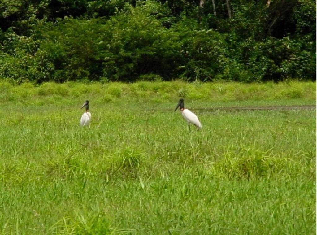 Foto de Rio Frio (Alajuela), Costa Rica