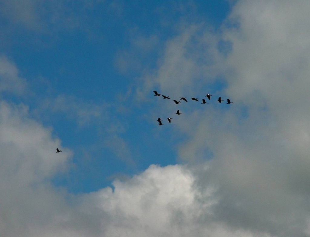 Foto de Rio Frio (Alajuela), Costa Rica