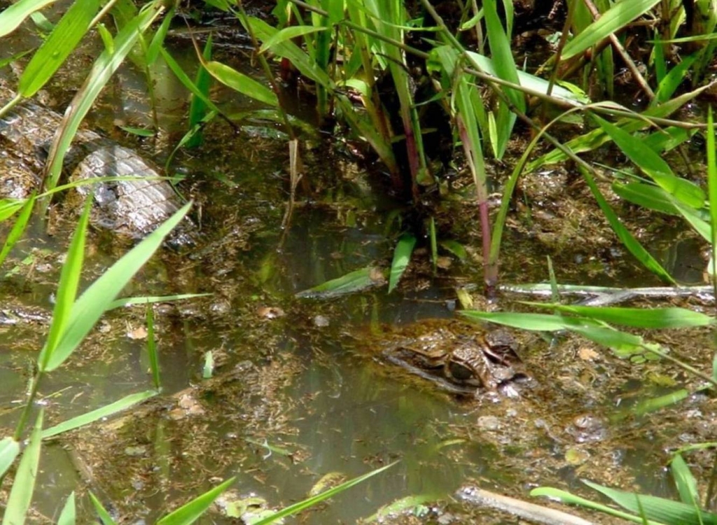 Foto de Rio Frio (Alajuela), Costa Rica