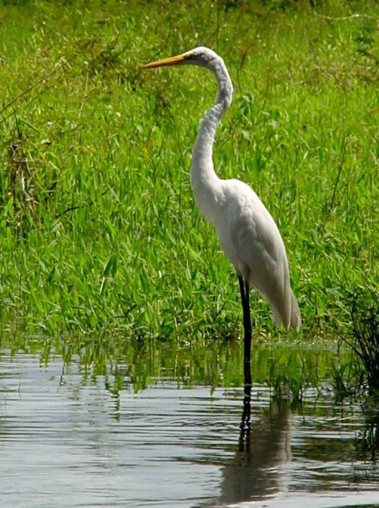 Foto de Rio Frio (Alajuela), Costa Rica