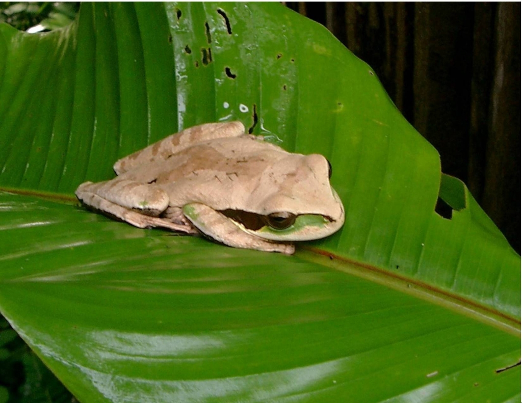 Foto de Heredia, Costa Rica