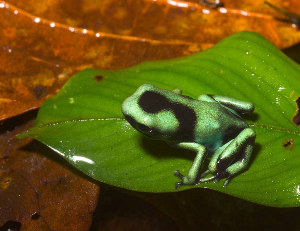 Foto de Heredia, Costa Rica