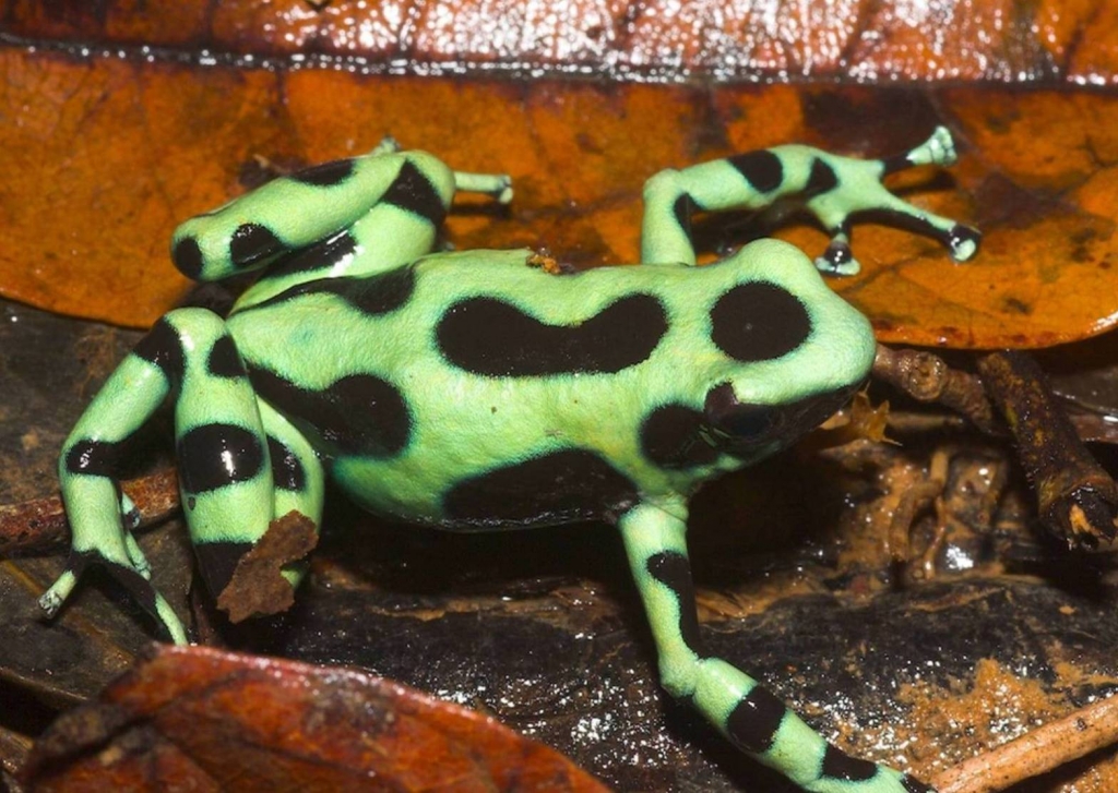 Foto de Heredia, Costa Rica