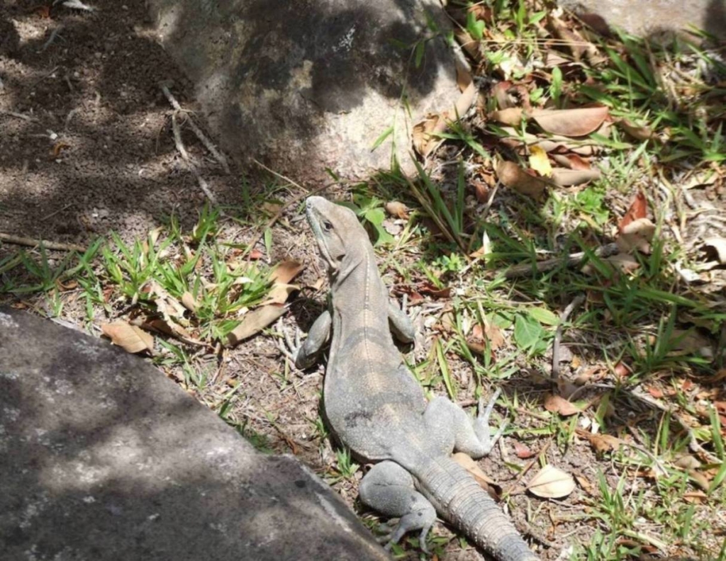 Foto de Heredia, Costa Rica