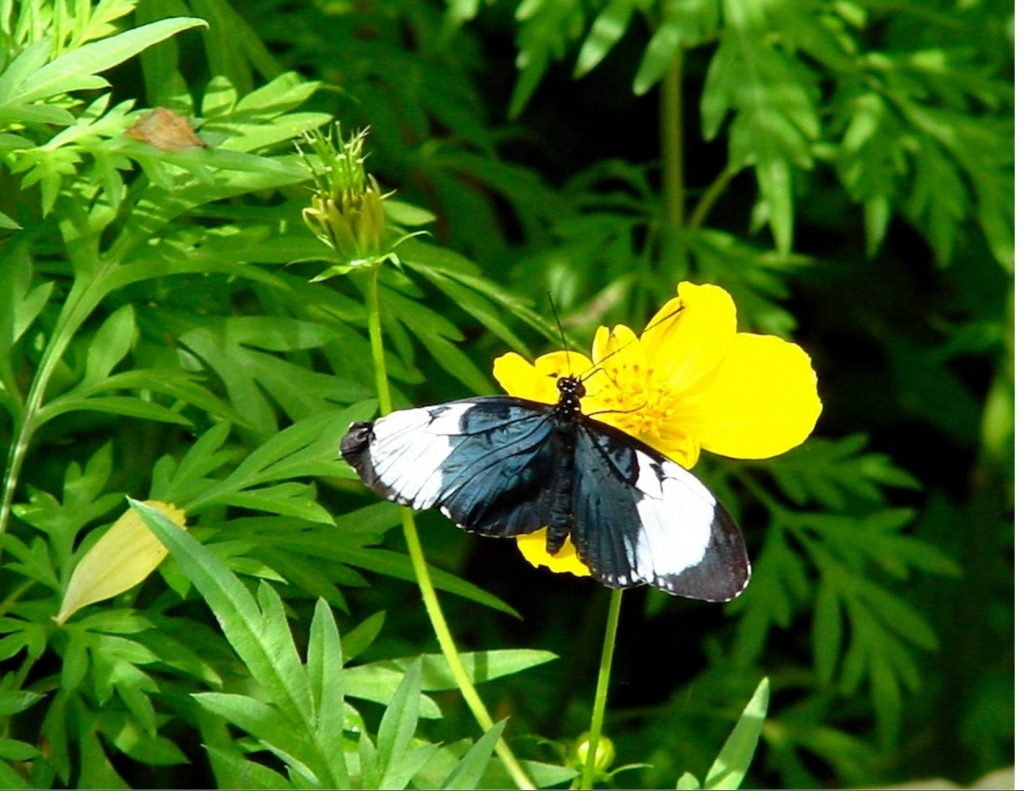 Foto de Heredia, Costa Rica
