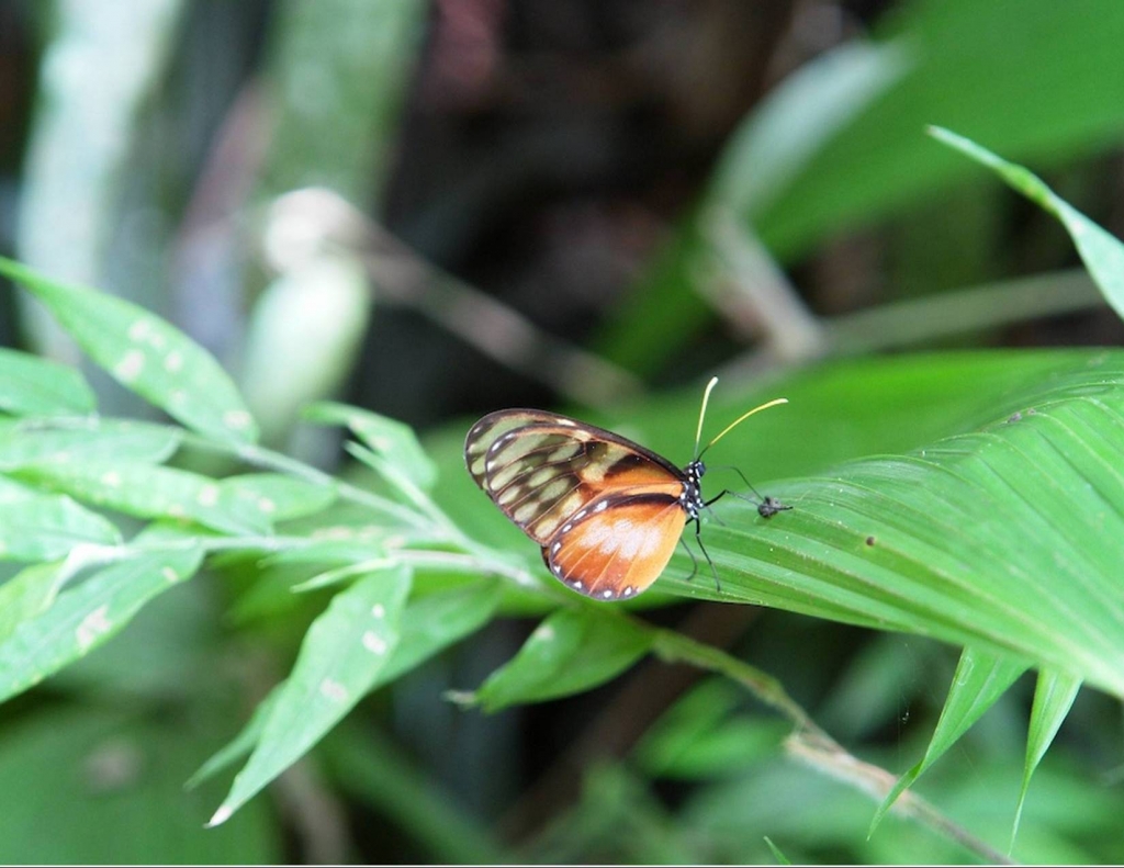 Foto de Heredia, Costa Rica