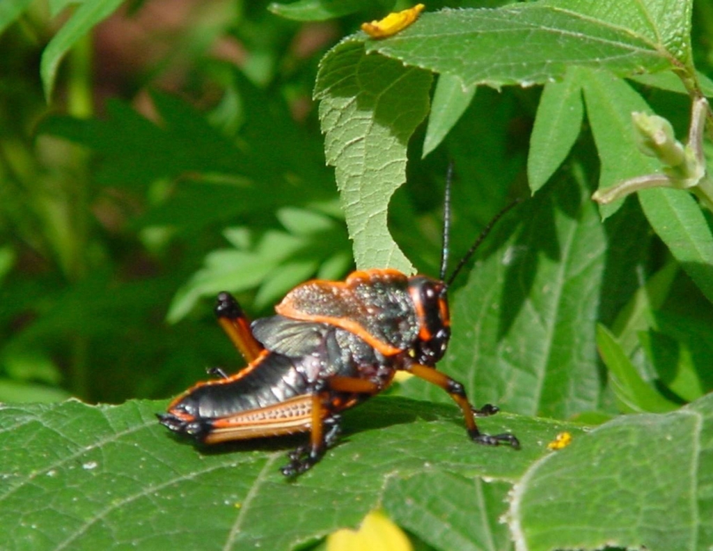 Foto de Heredia, Costa Rica