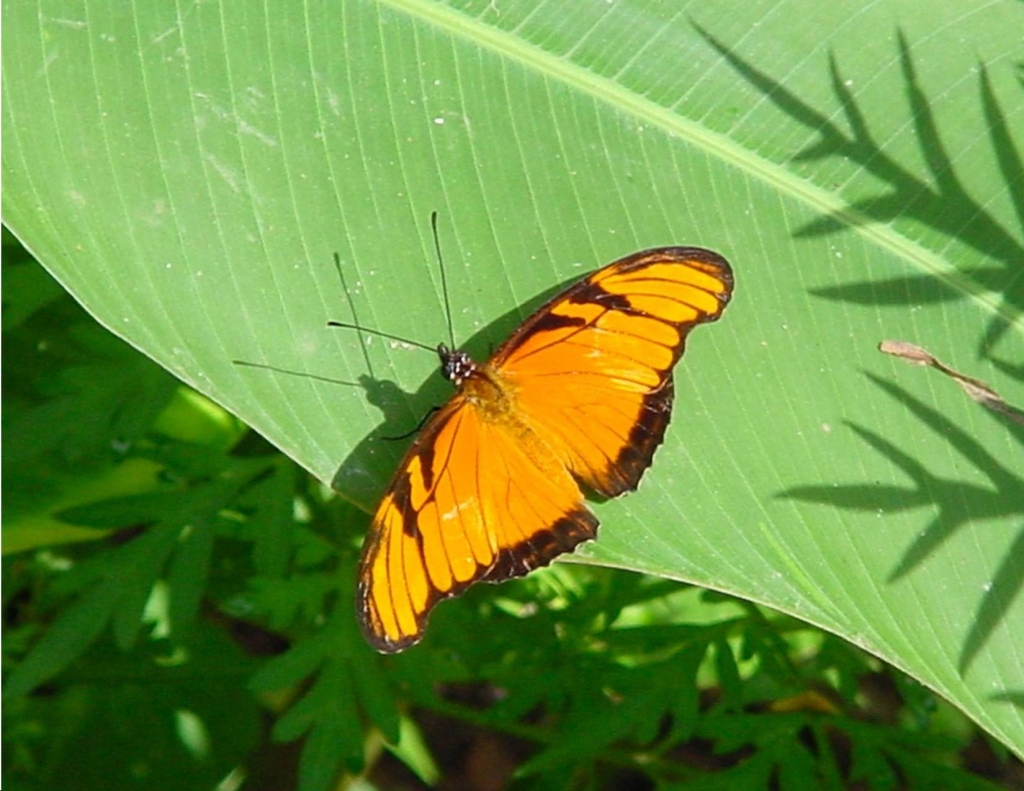 Foto de Heredia, Costa Rica