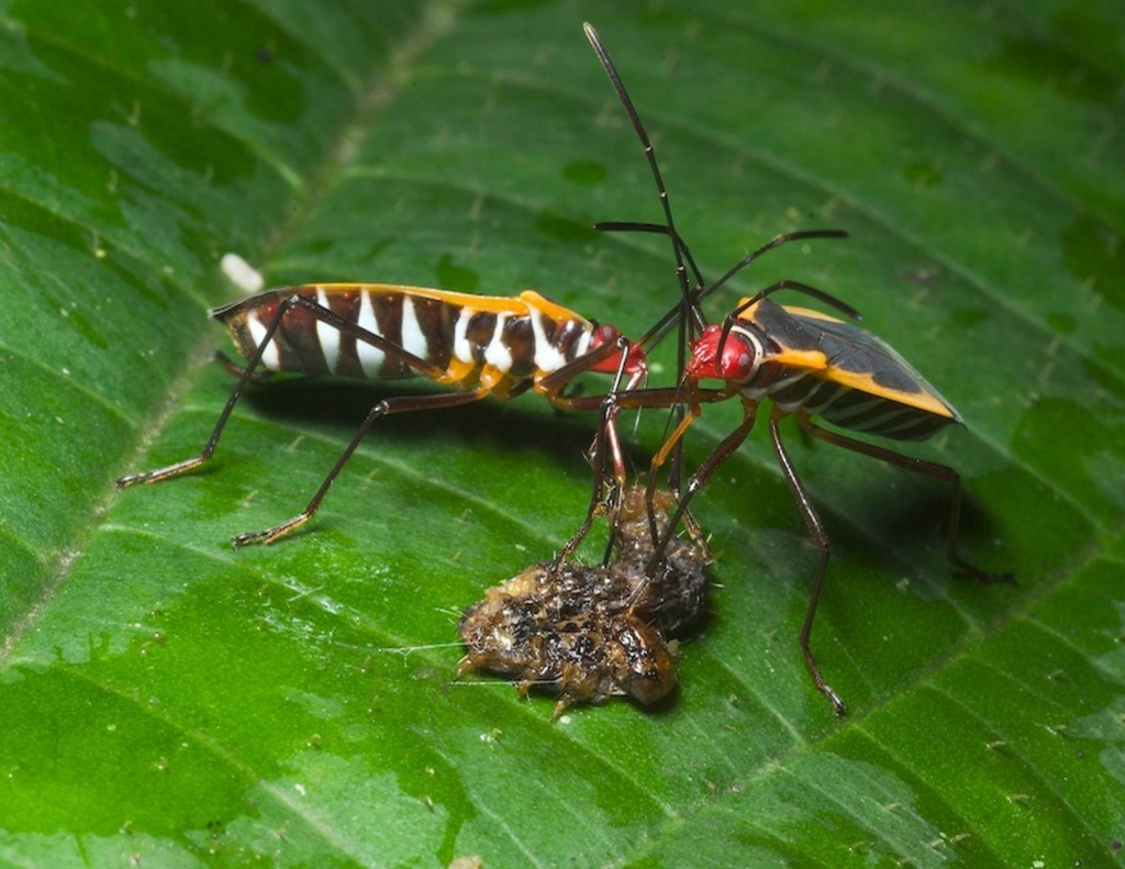 Foto de Heredia, Costa Rica