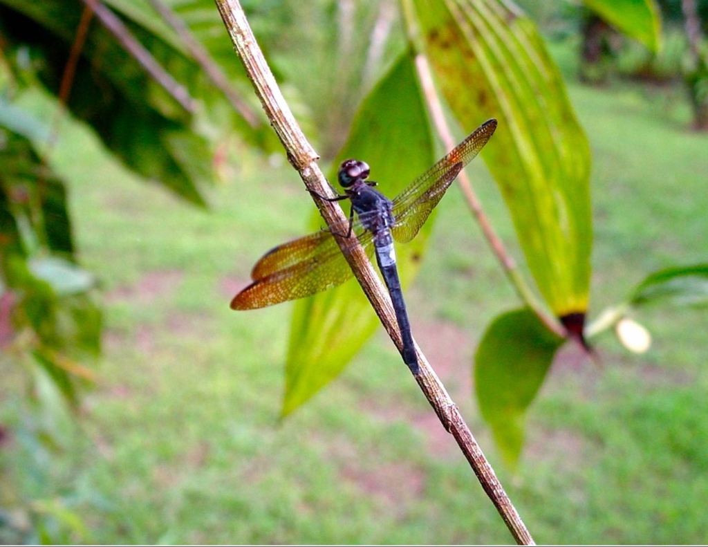 Foto de Heredia, Costa Rica