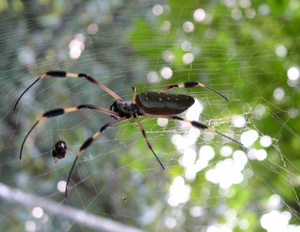 Foto de Heredia, Costa Rica
