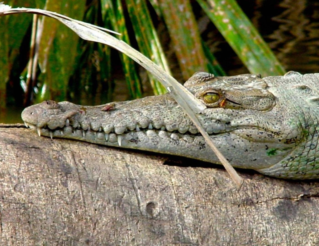 Foto de Heredia, Costa Rica