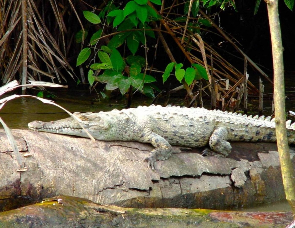 Foto de Heredia, Costa Rica