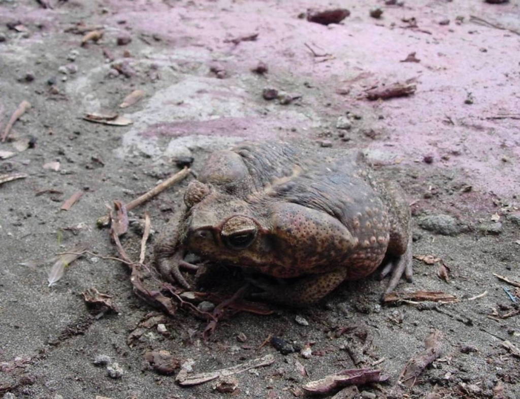 Foto de Heredia, Costa Rica