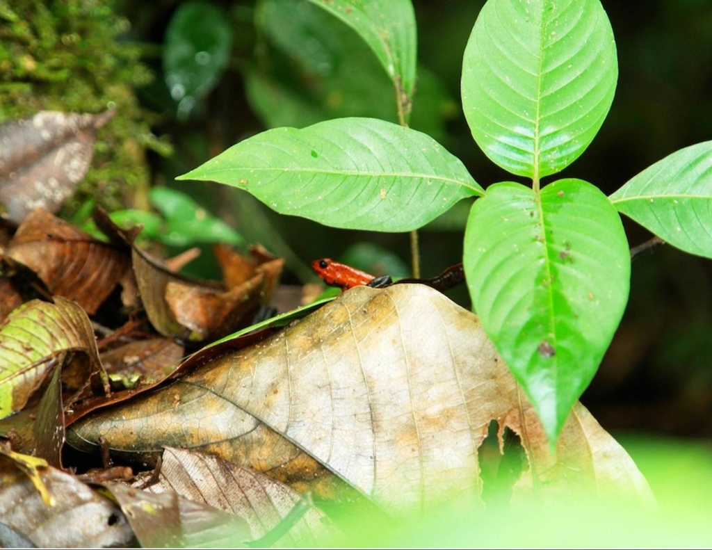 Foto de Heredia, Costa Rica