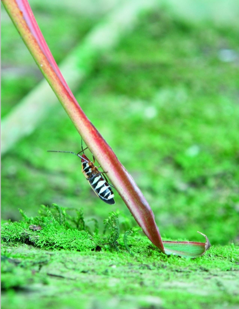 Foto de Guanacaste, Costa Rica