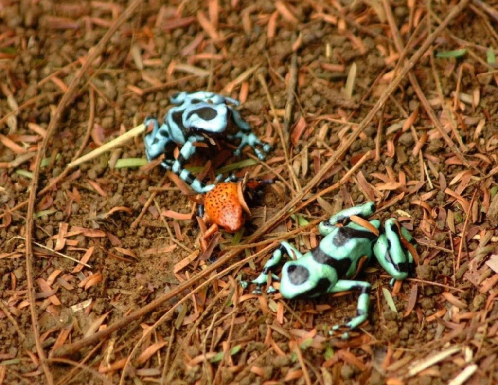 Foto de Guanacaste, Costa Rica