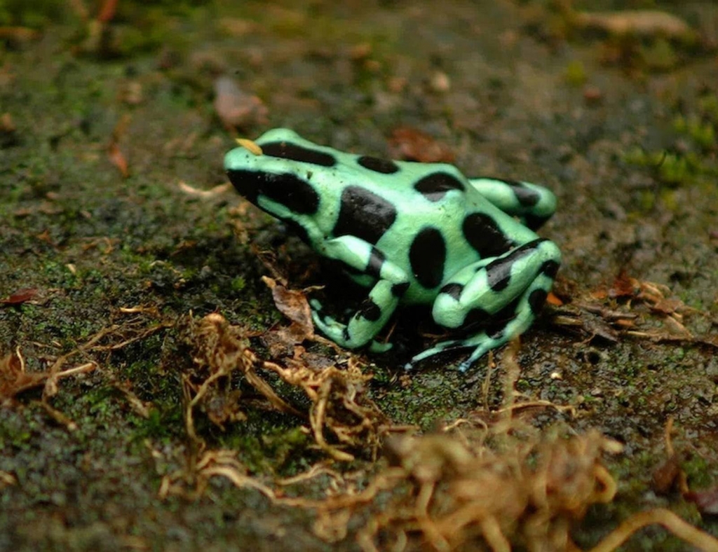 Foto de Guanacaste, Costa Rica