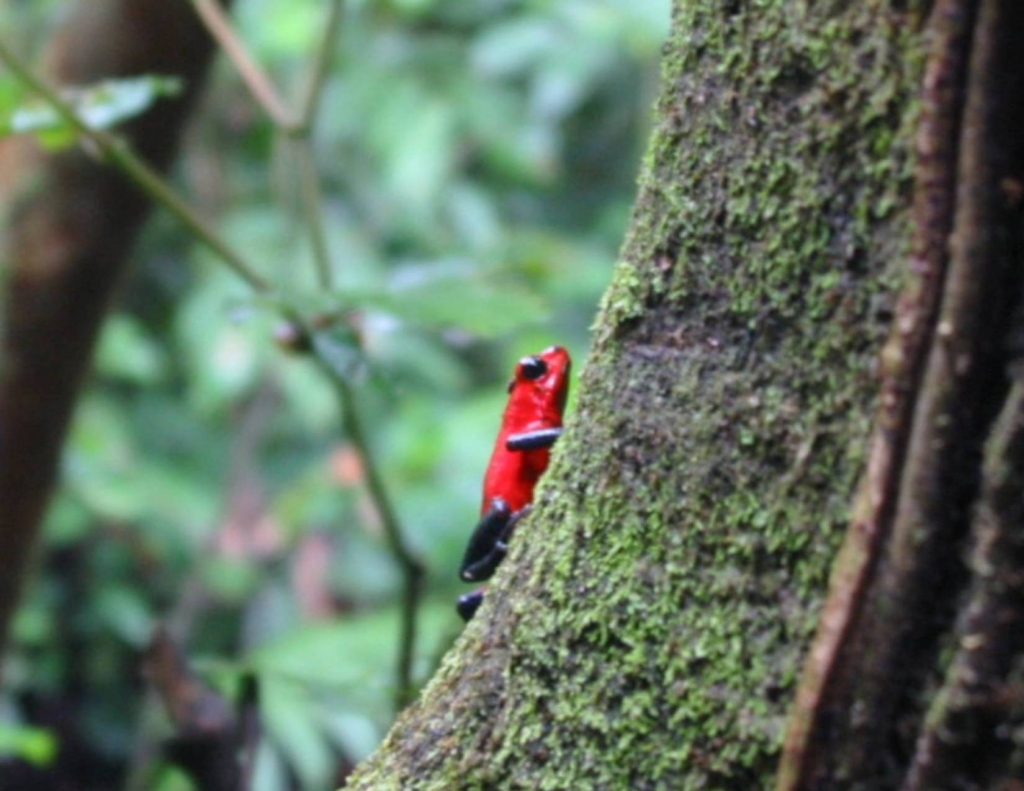 Foto de Guanacaste, Costa Rica
