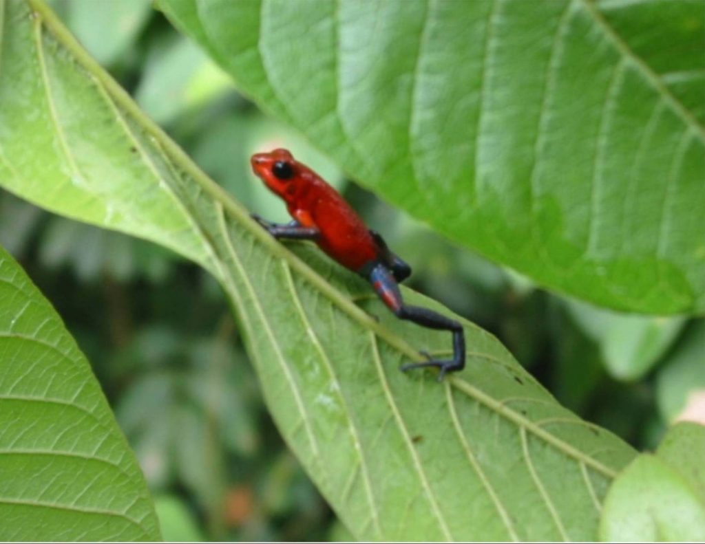 Foto de Guanacaste, Costa Rica