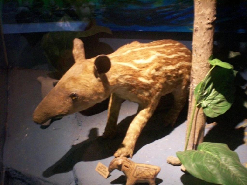 Foto de San José, Costa Rica