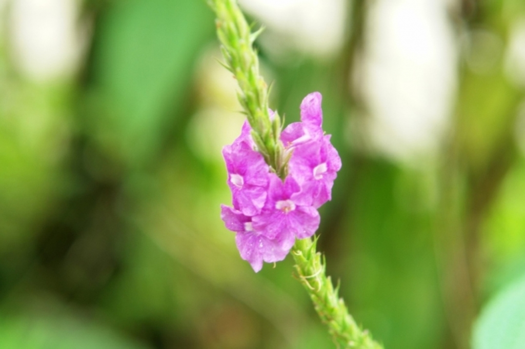 Foto de Heredia, Costa Rica