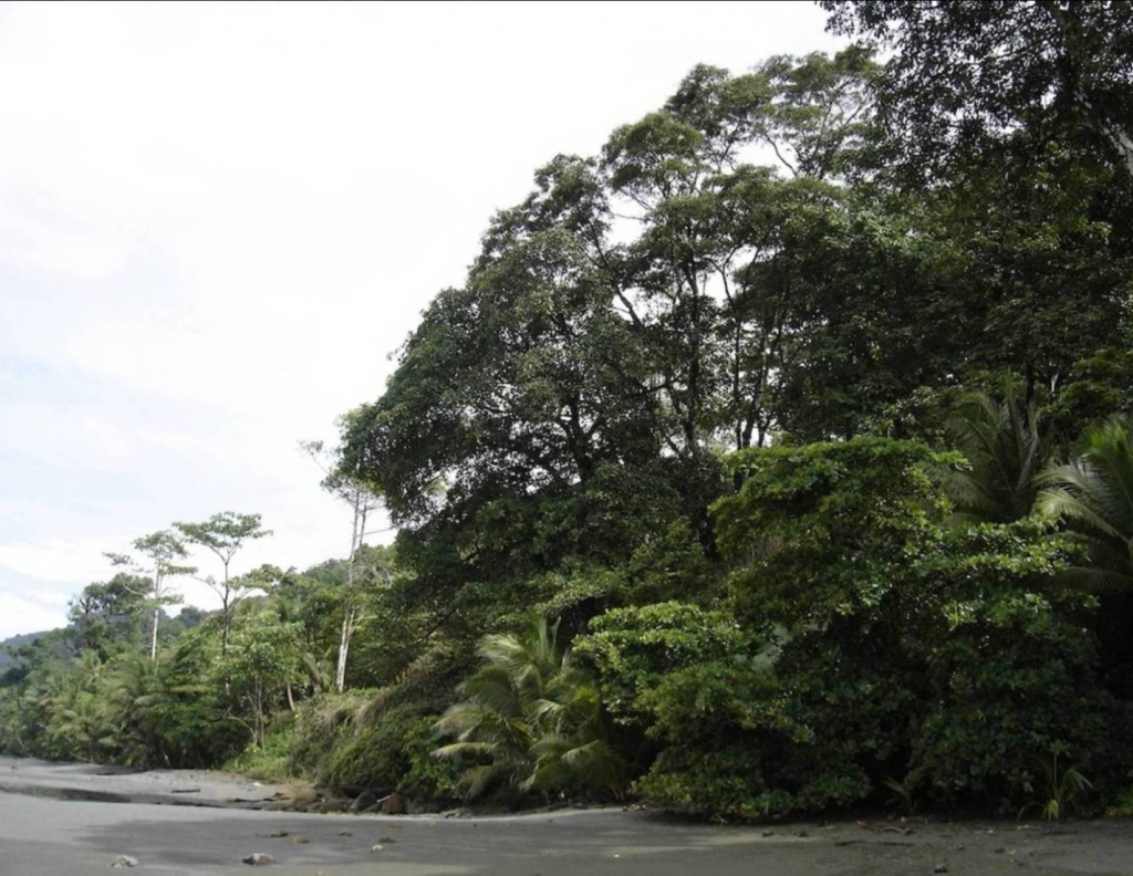 Foto de Peninsula de Osa, Puntarenas, Costa Rica