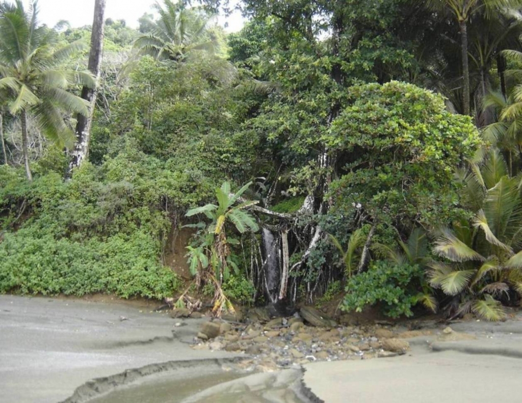 Foto de Peninsula de Osa, Puntarenas, Costa Rica