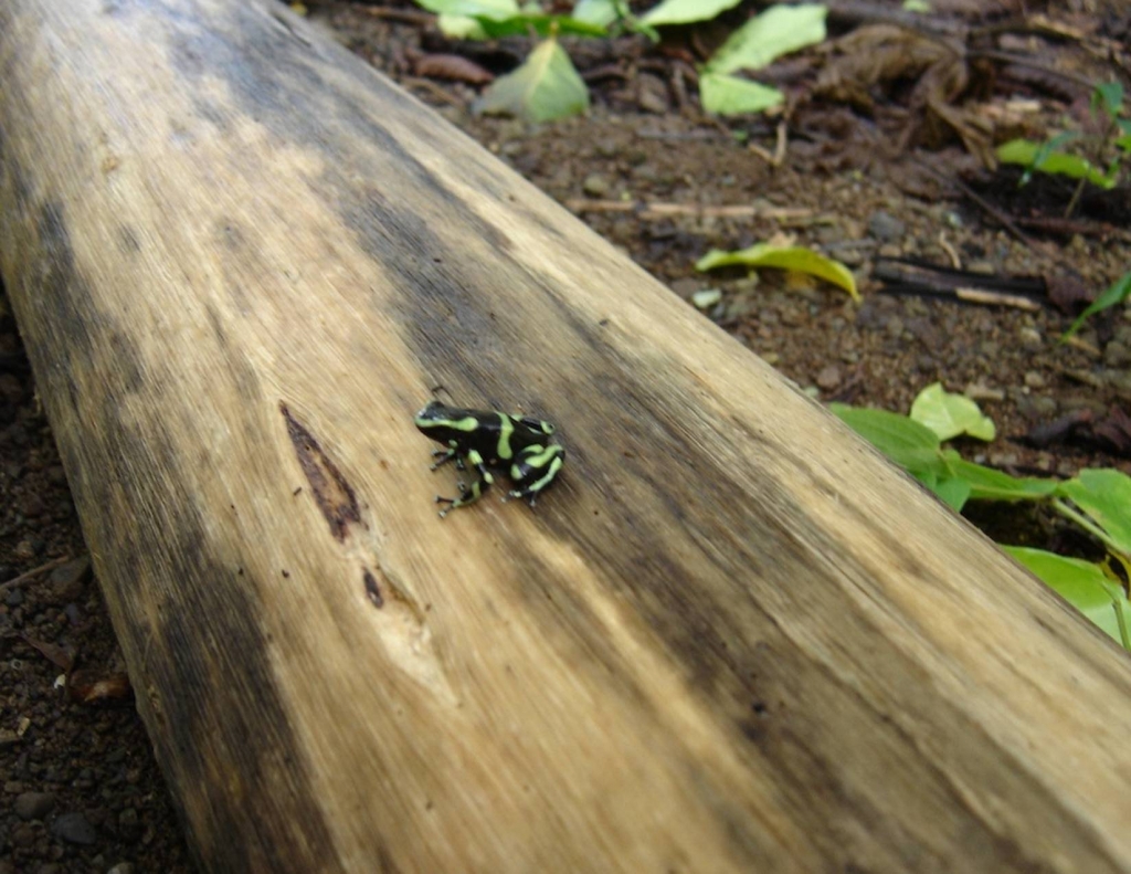 Foto de Peninsula de Osa, Puntarenas, Costa Rica