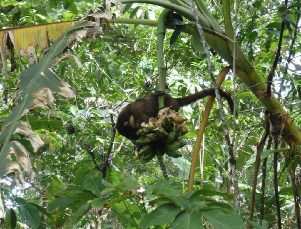 Foto de Peninsula de Osa, Puntarenas, Costa Rica