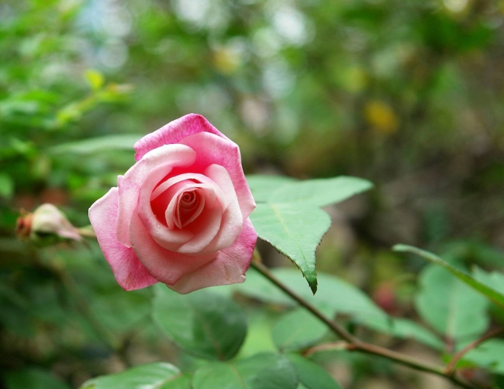 Foto de Tibás (San José), Costa Rica