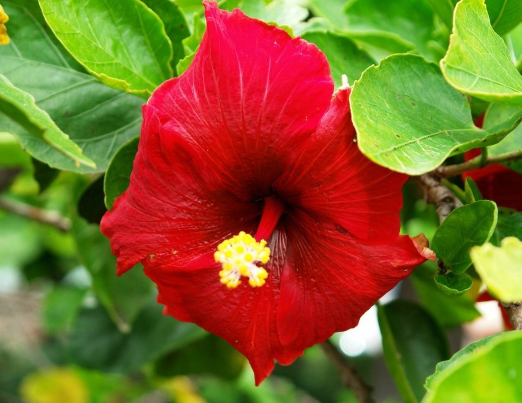 Foto de Tibás (San José), Costa Rica