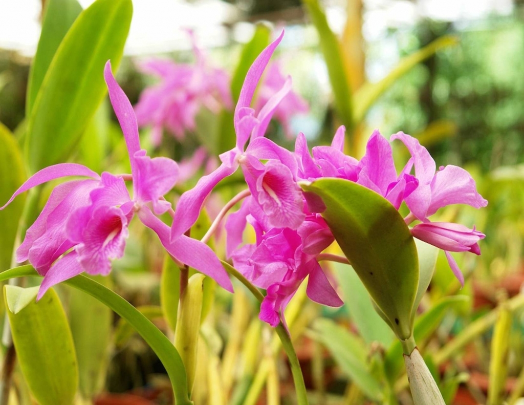 Foto de Tibás (San José), Costa Rica