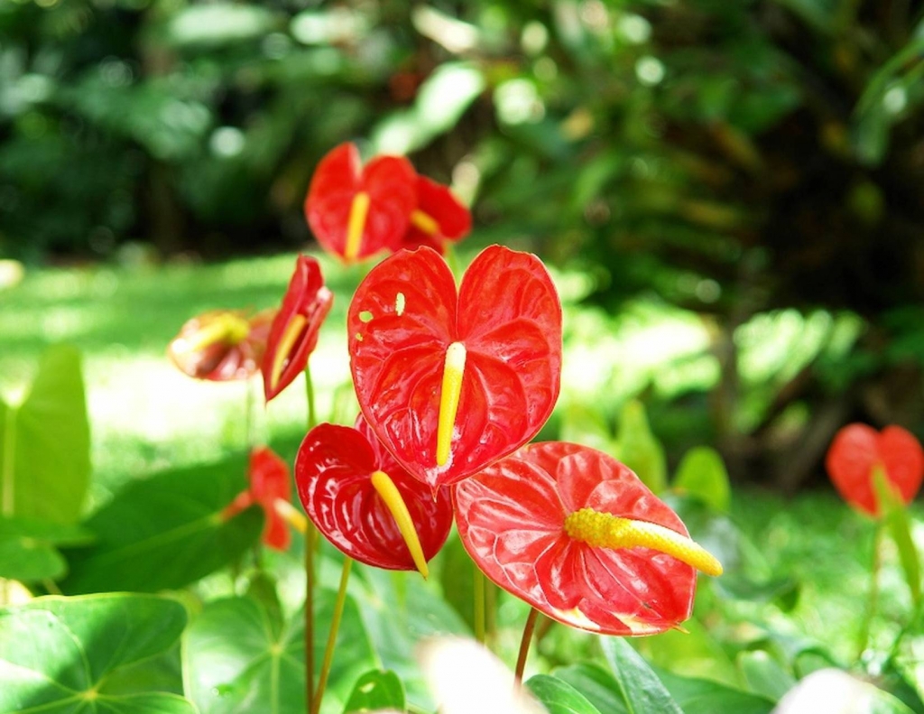 Foto de Tibás (San José), Costa Rica