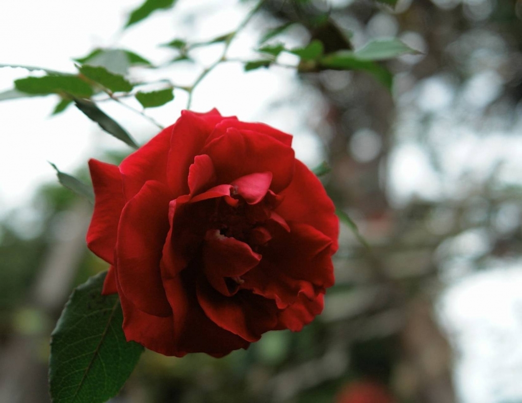 Foto de Tibás (San José), Costa Rica