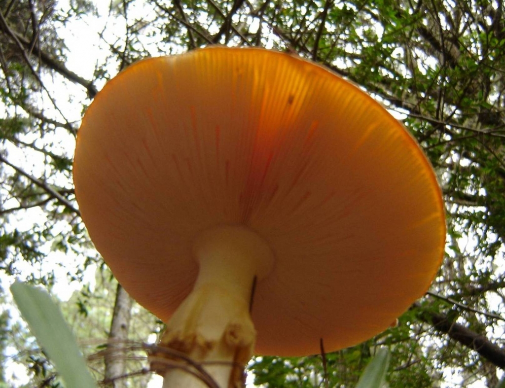 Foto de San Rafael (Heredia), Costa Rica