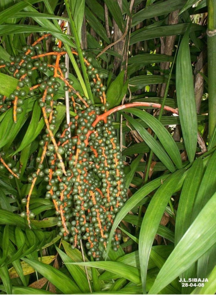 Foto de Carrizal (Alajuela), Costa Rica