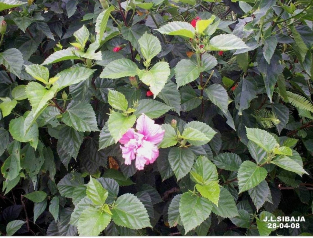 Foto de Carrizal (Alajuela), Costa Rica