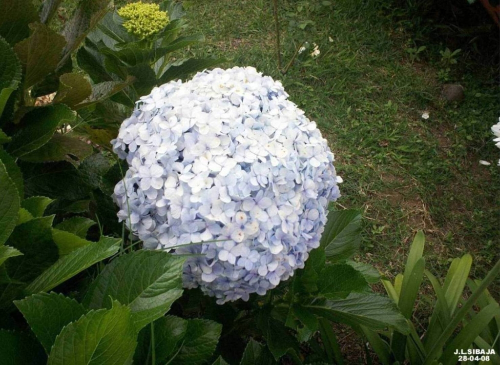 Foto de Carrizal (Alajuela), Costa Rica