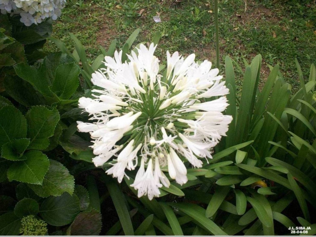 Foto de Carrizal (Alajuela), Costa Rica