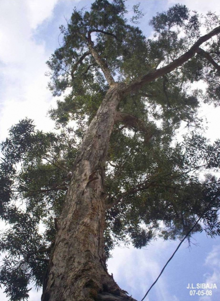 Foto de San Ramón, Alajuela, Costa Rica