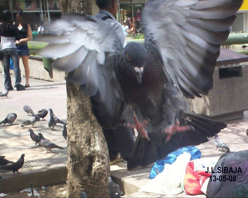 Foto de San José, Costa Rica