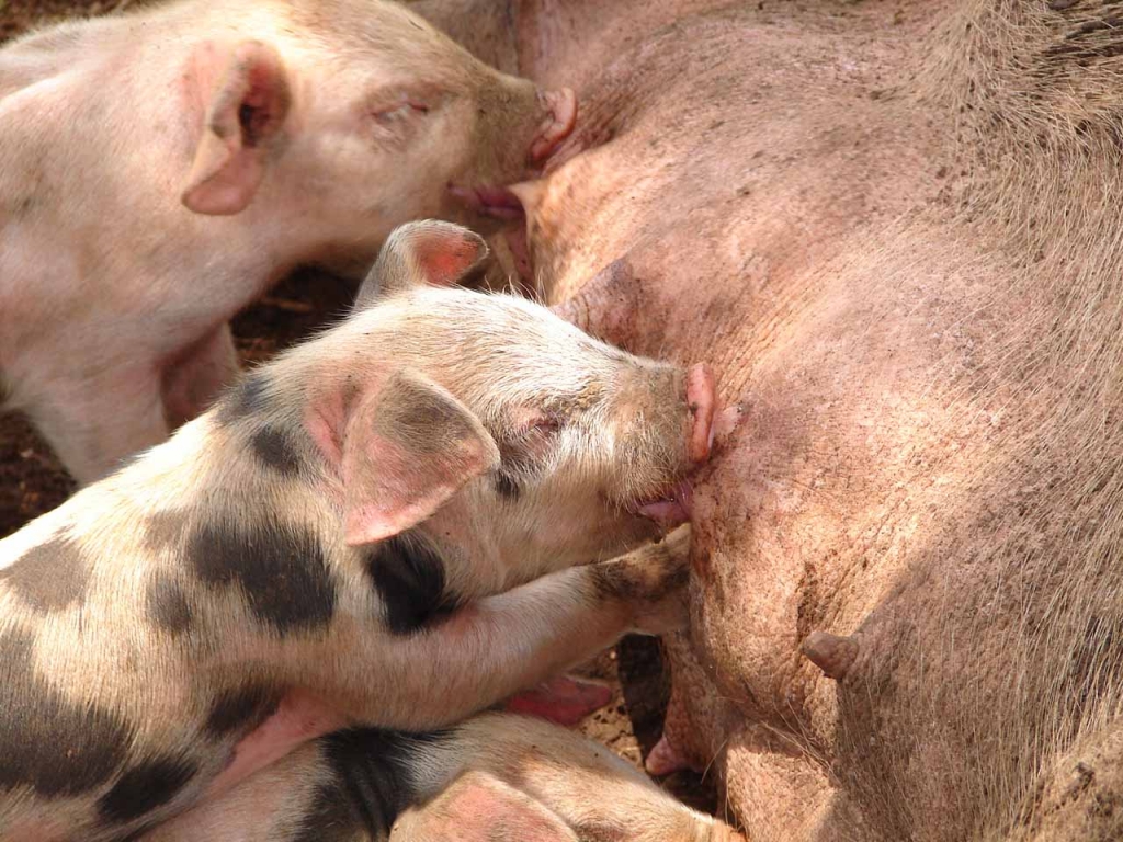 Foto de San José Upala, Costa Rica