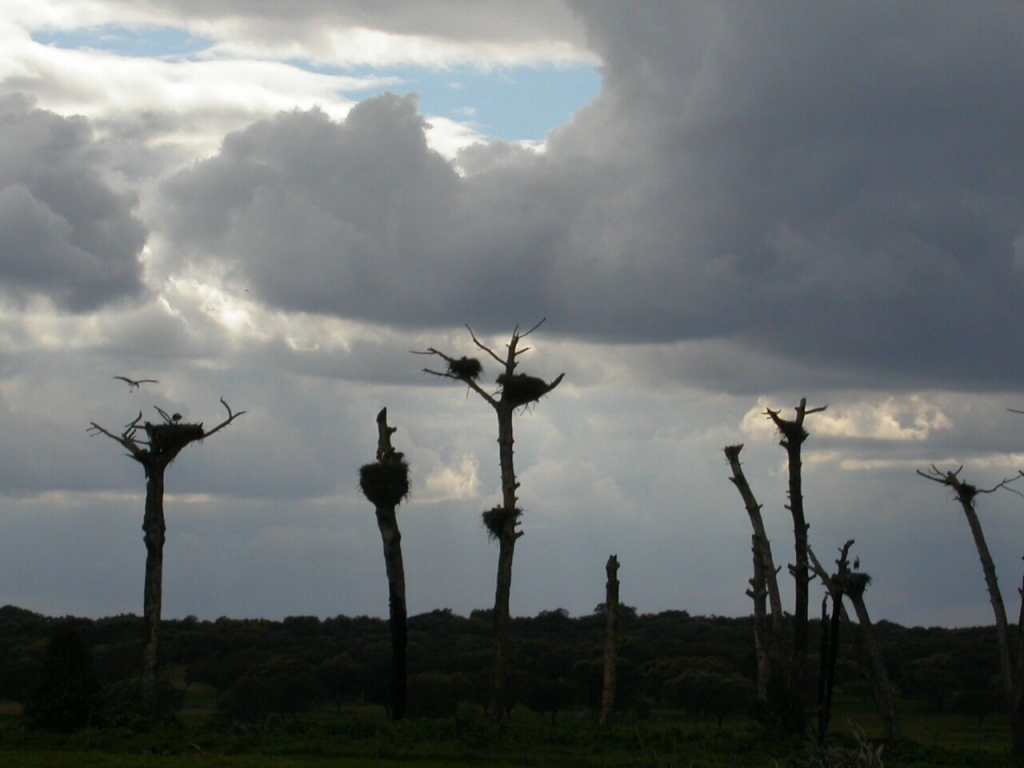 Foto de Montemor-o-Novo, Portugal
