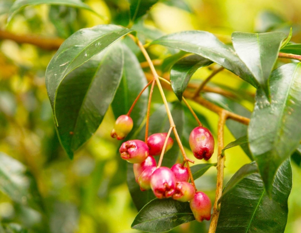 Foto de Heredia, Costa Rica