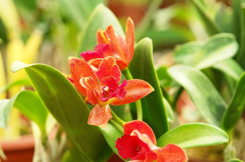 Foto de Heredia, Costa Rica