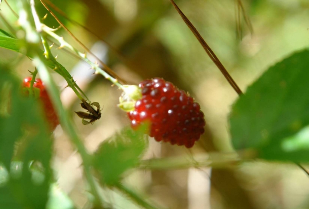 Foto de Heredia, Costa Rica