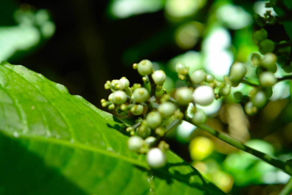 Foto de Heredia, Costa Rica