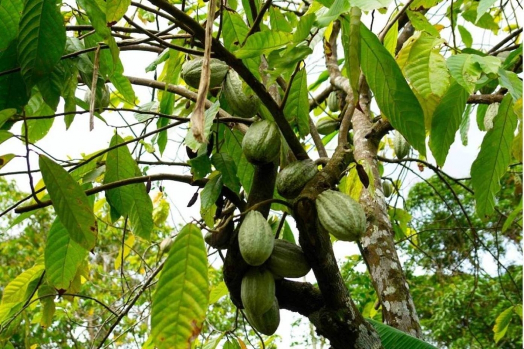 Foto de Heredia, Costa Rica